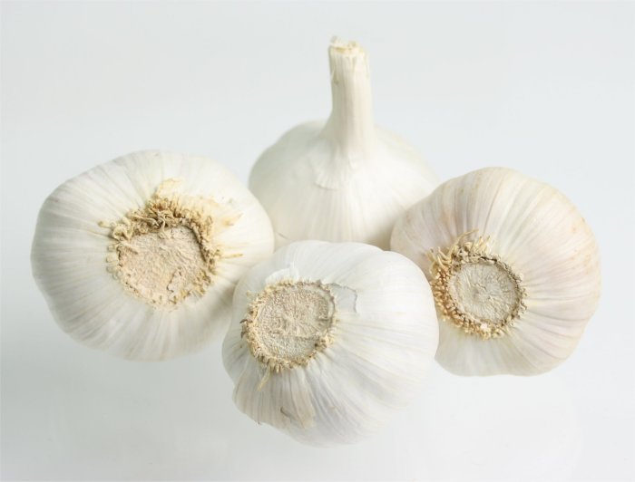 Garlic